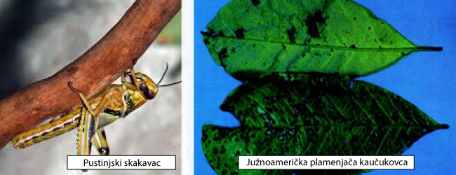 pustinjski skakavac