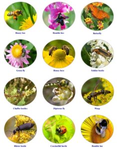 Many Farmers Manage to Help Pollinators. Be One of Them!