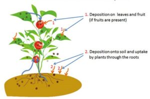 How to Remove Radioactive Isotopes from the Soil to Make It Productive Again?