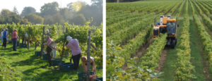 Prevent Crop Loss with Propper Harvest Management