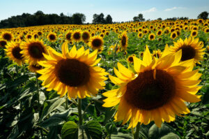 How to Remove Radioactive Isotopes from the Soil to Make It Productive Again?