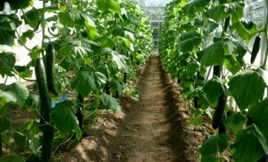 Manage Cucumber Bitterness with Proper Farming Practices