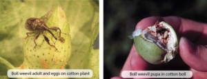 Management Practices for the Major Cotton Pest
