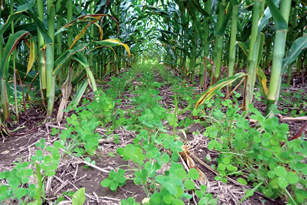Clover as a cover crop in corn field