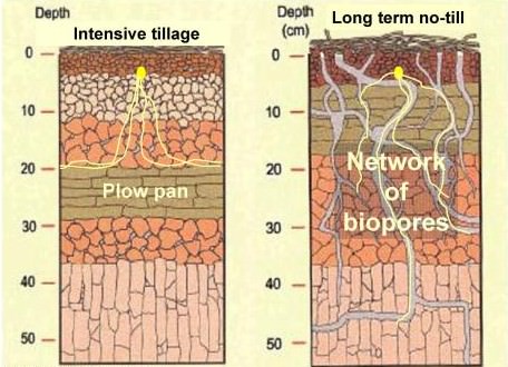 Plant root penetration