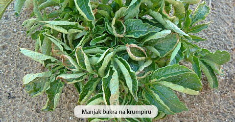 manjak bakra
