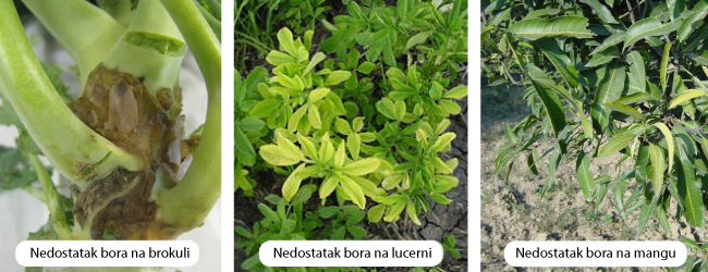 nedostatak bora