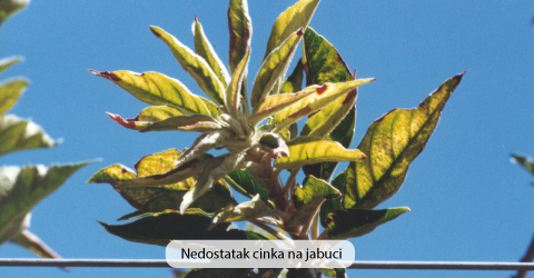 nedostatak cinka