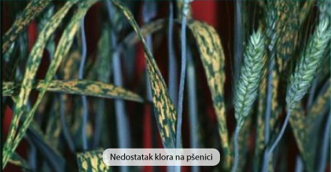 nedostatak cinka