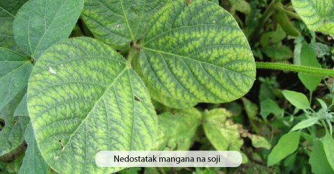 nedostatak mangana
