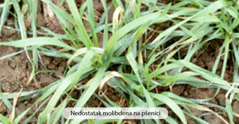 nedostatak molibdena