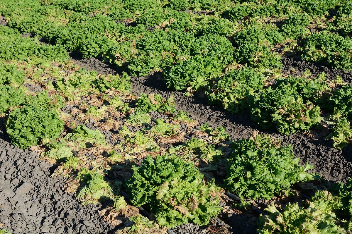 Pythium disease