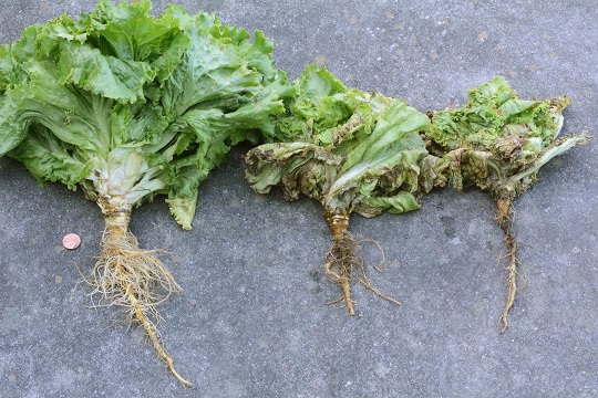 Pythium disease 2