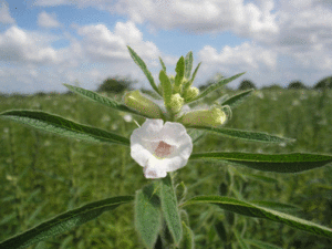 Sesame Flower In The Field