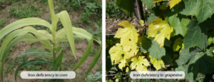 Foliar Fertilization for Higher Yields