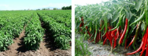 Major Chili Pathogen Threatens Chili Production
