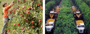 Farm Practices to Preserve Fruit Quality After Harvesting