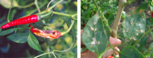 Major Chili Pathogen Threatens Chili Production