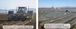Non-chemical Pre-plant Soil Disinfestation Role in Farming