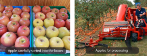 Secrets of Successful Apple Harvesting
