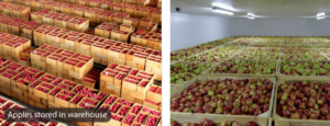 Secrets of Successful Apple Harvesting