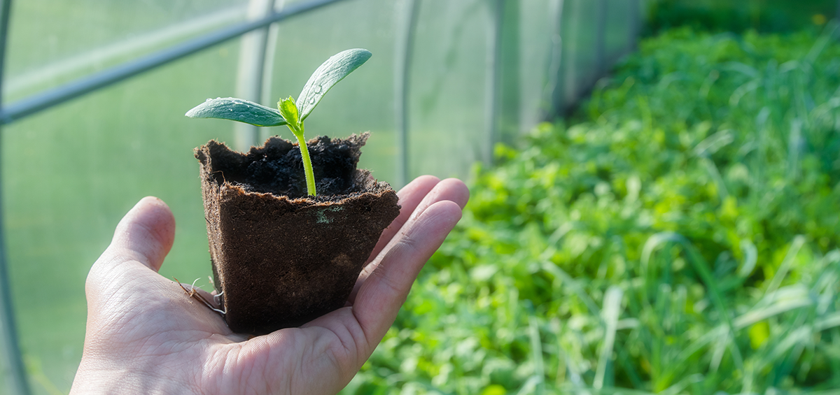 tea seed saponin supplier tea seed saponin supplier