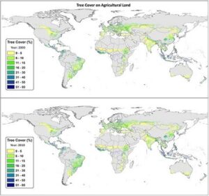 Global Tree Cover