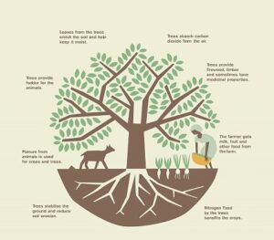 agrivi tree