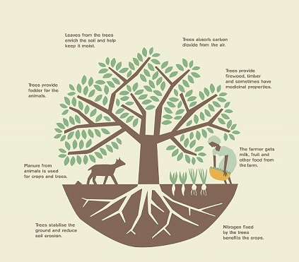 agrivi tree