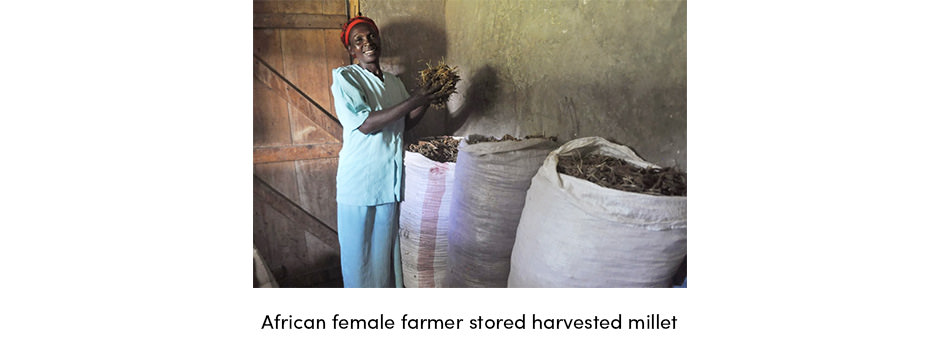 Harvested Millet