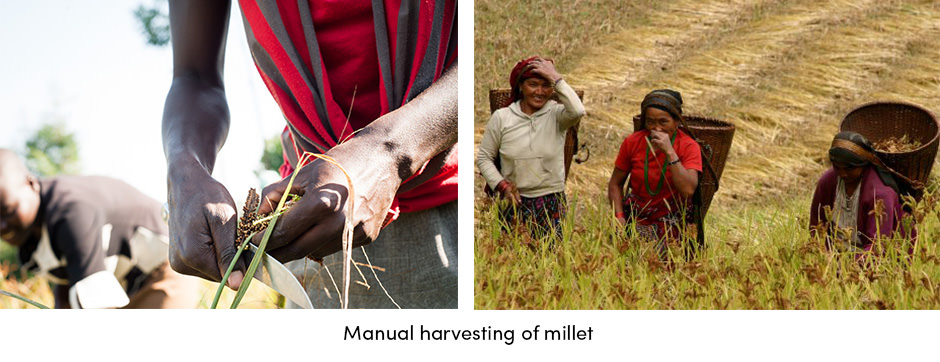 Millet Manual Harvesting