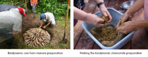 Biodynamic cow horn manure preparation