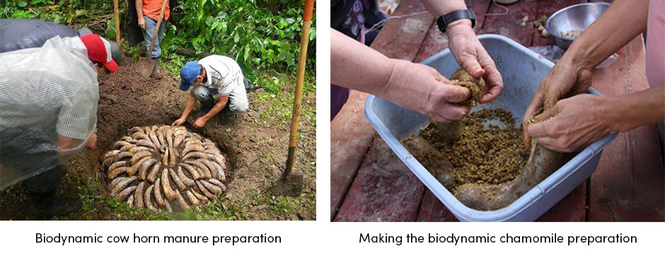 Biodynamic cow horn manure preparation