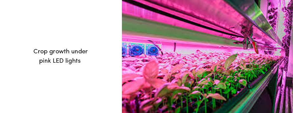 Crop LED Lights