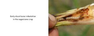 Early Shoot Borer