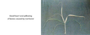 Root Borer