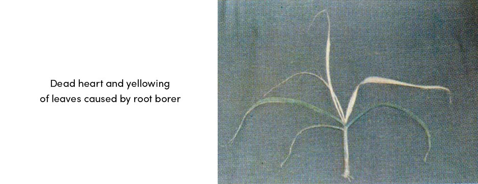 Root Borer