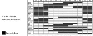 Coffee harvesting schedule