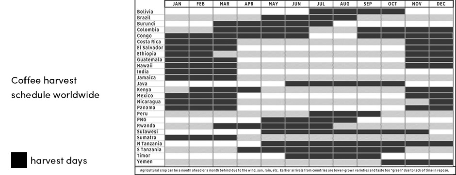 Coffee harvesting schedule