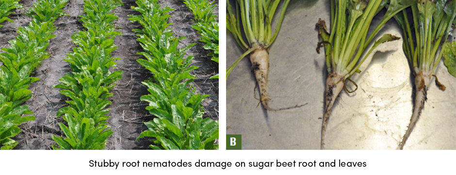Stubby root nematodes damage
