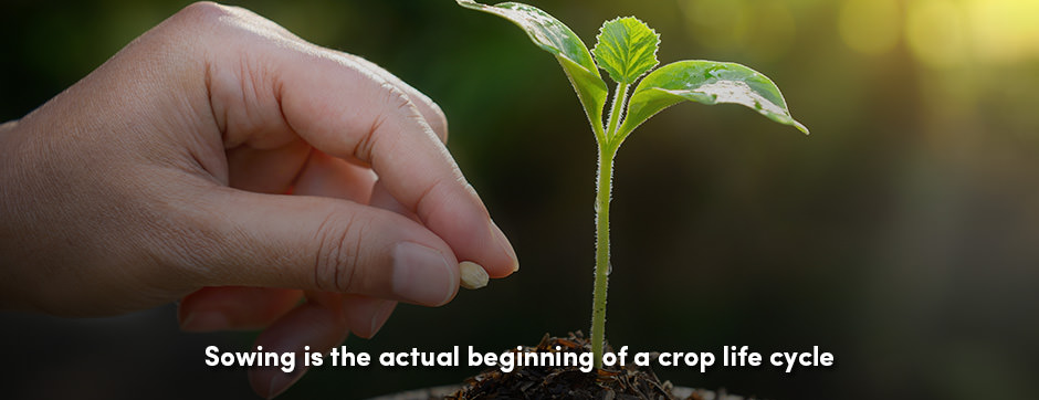 Sowing