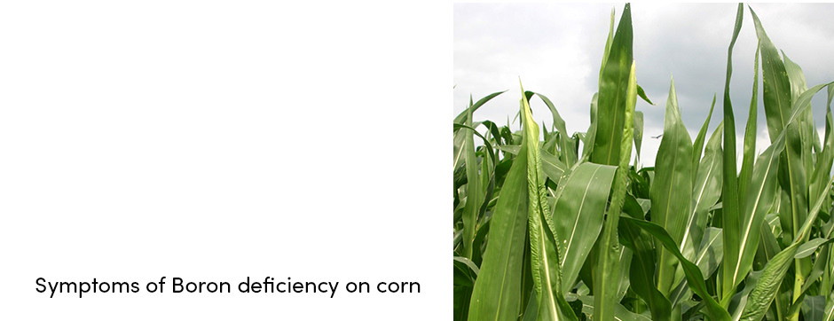 Boron Deficiency on Corn