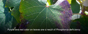 Color on Leaves