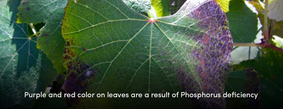 Color on Leaves