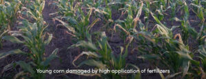 Corn Damaged