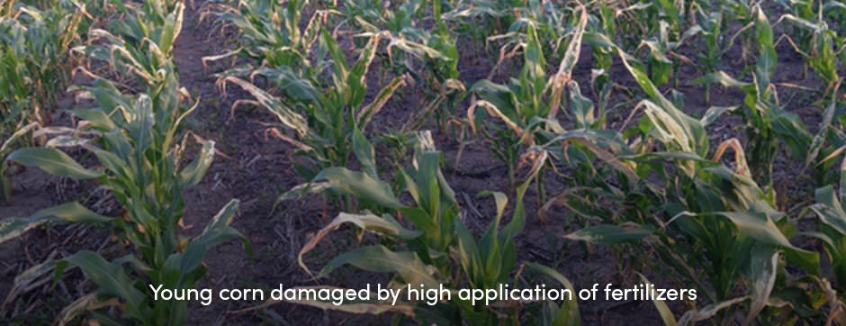 Corn Damaged