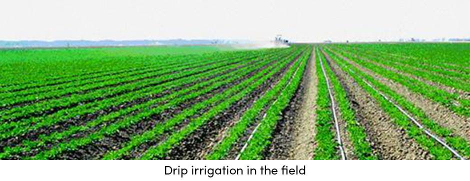 Drip Irrigation