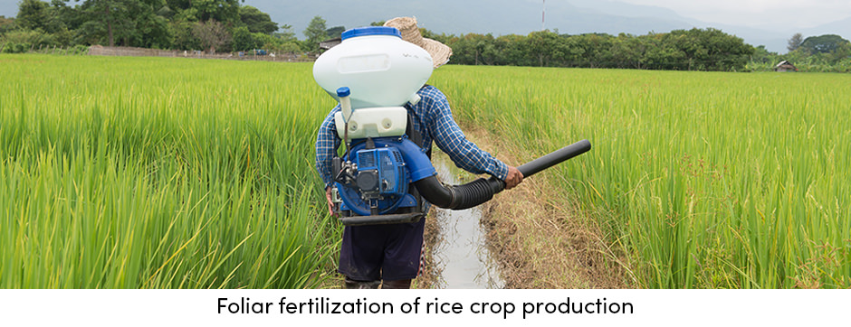 Foliar Fertilization