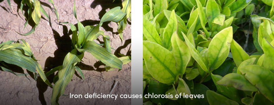 Iron Deficiency