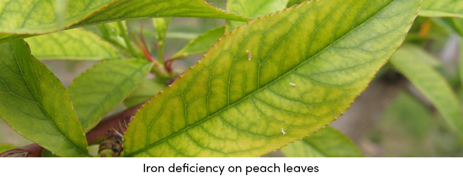 Iron Deficiency
